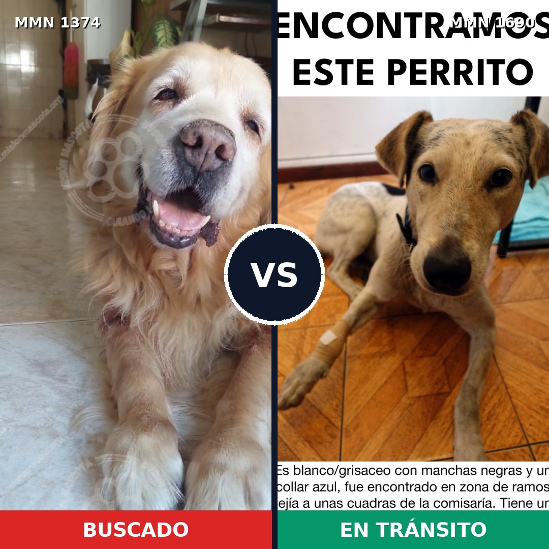 Comparativa MMS 36868: mascota perdida y mascota encontrada, 49% de similitud