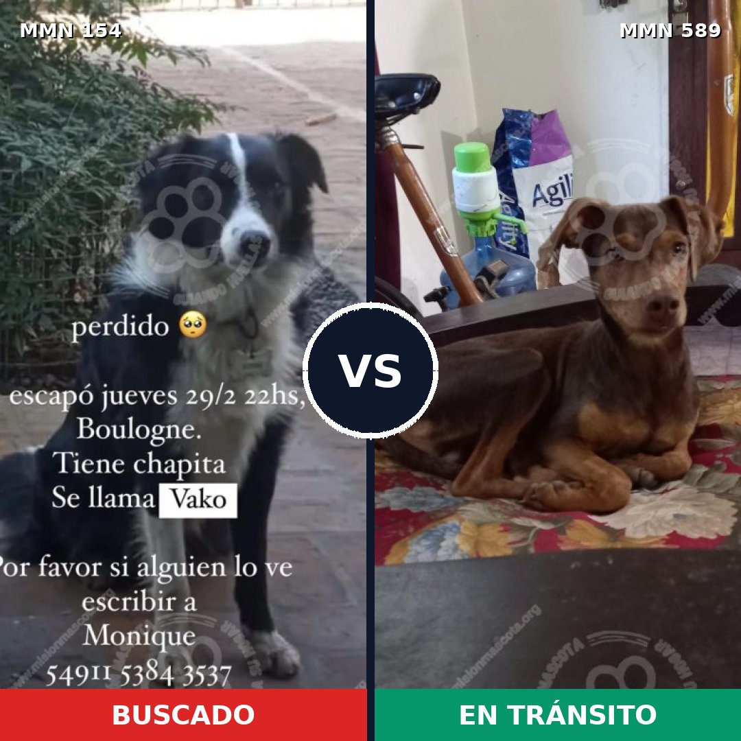 Comparativa MMS 3687: mascota perdida y mascota encontrada, 3% de similitud