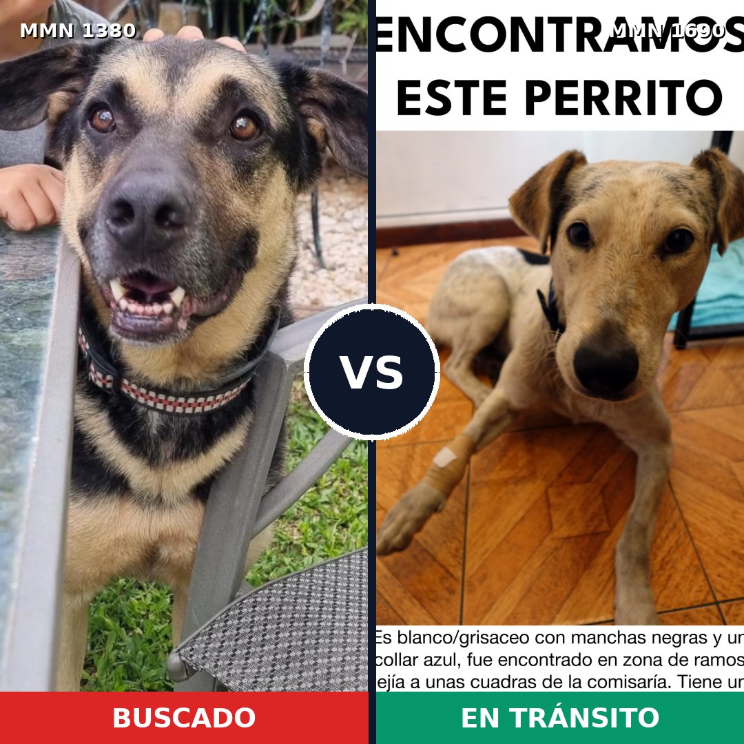 Comparativa MMS 36870: mascota perdida y mascota encontrada, 68% de similitud