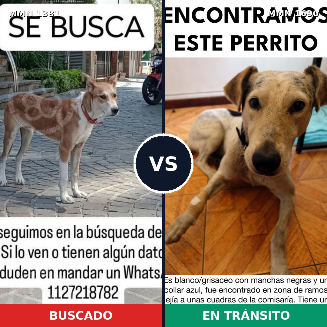 Comparativa MMS 36871: mascota perdida y mascota encontrada, 73% de similitud