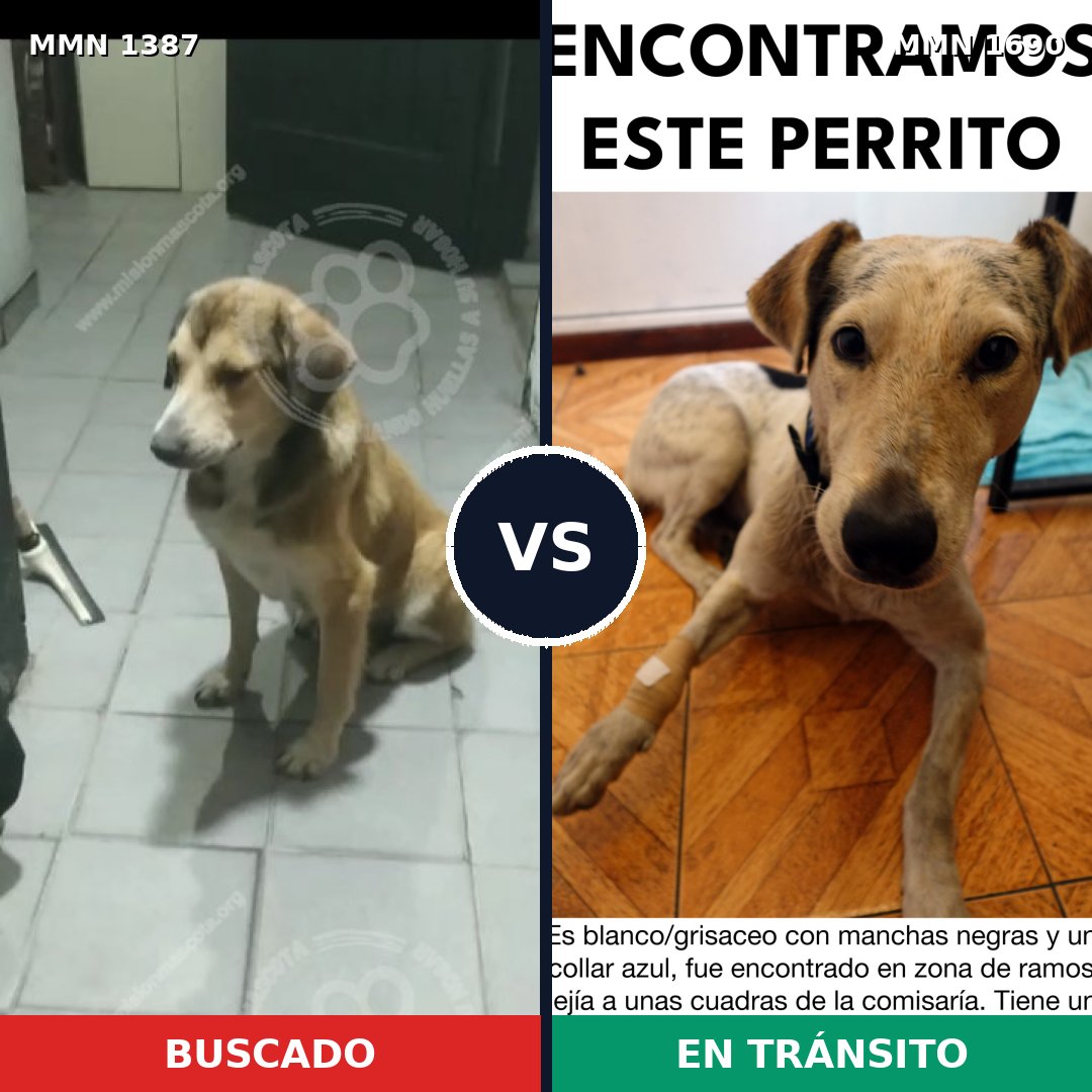 Comparativa MMS 36872: mascota perdida y mascota encontrada, 58% de similitud