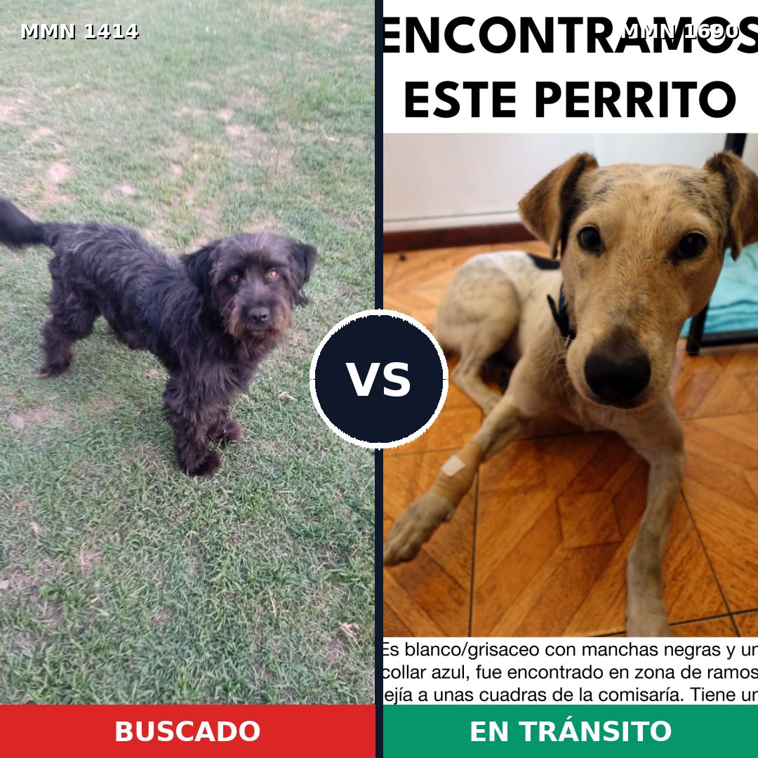 Comparativa MMS 36874: mascota perdida y mascota encontrada, 47% de similitud