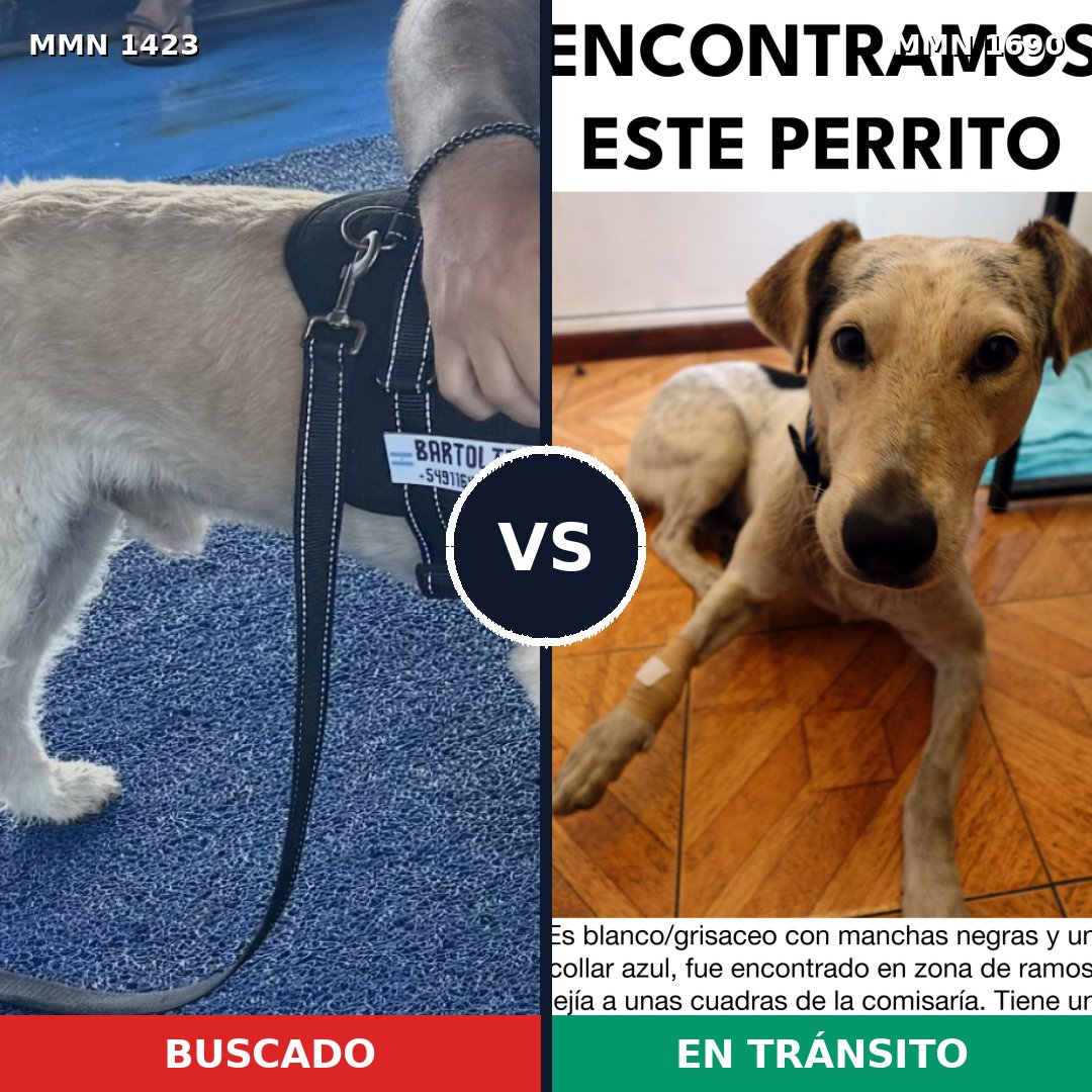Comparativa MMS 36875: mascota perdida y mascota encontrada, 65% de similitud