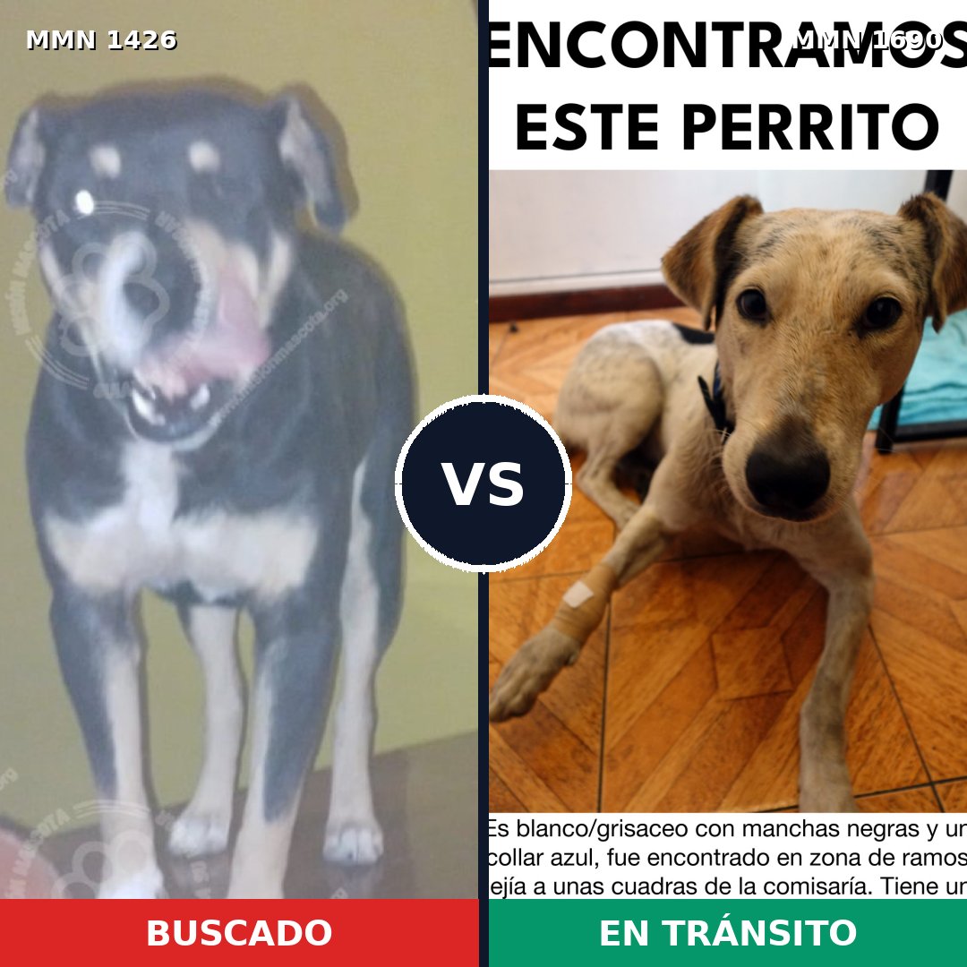 Comparativa MMS 36877: mascota perdida y mascota encontrada, 63% de similitud