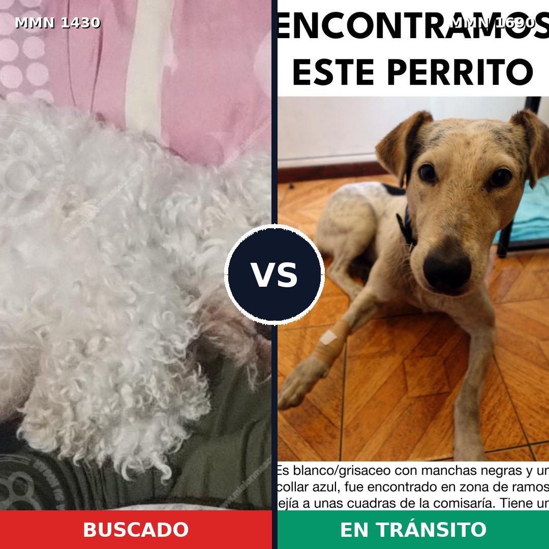 Comparativa MMS 36878: mascota perdida y mascota encontrada, 35% de similitud