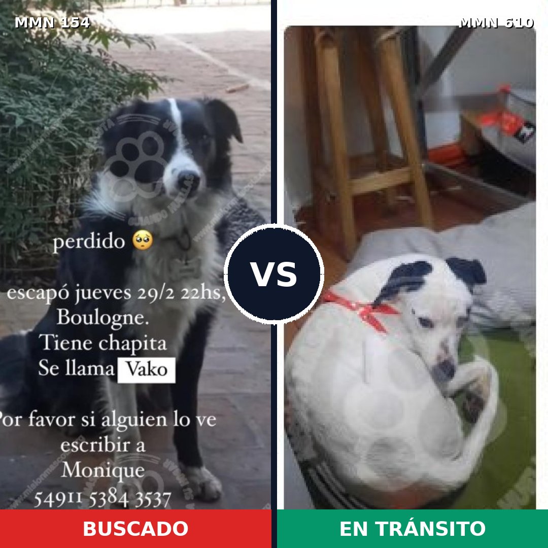 Comparativa MMS 3688: mascota perdida y mascota encontrada, 82% de similitud
