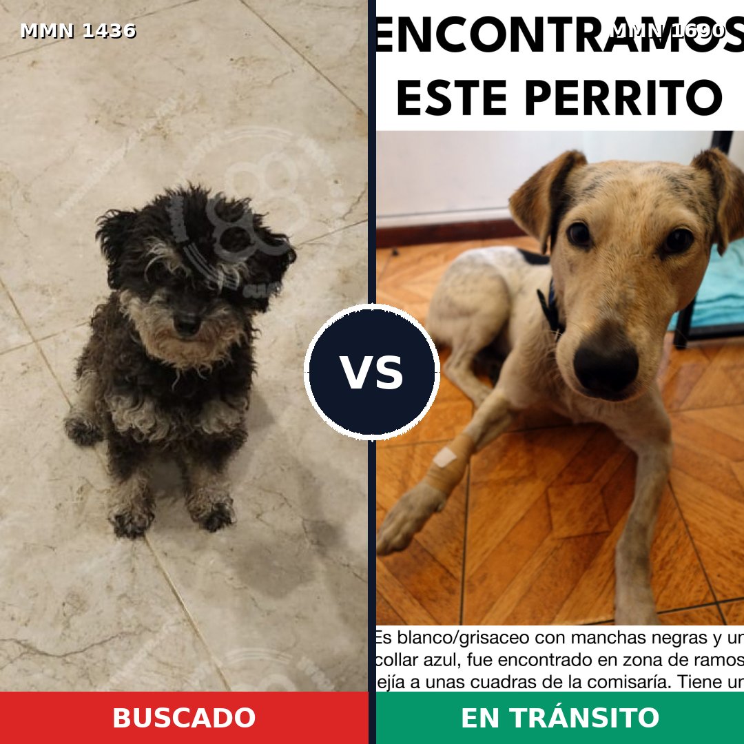 Comparativa MMS 36880: mascota perdida y mascota encontrada, 58% de similitud