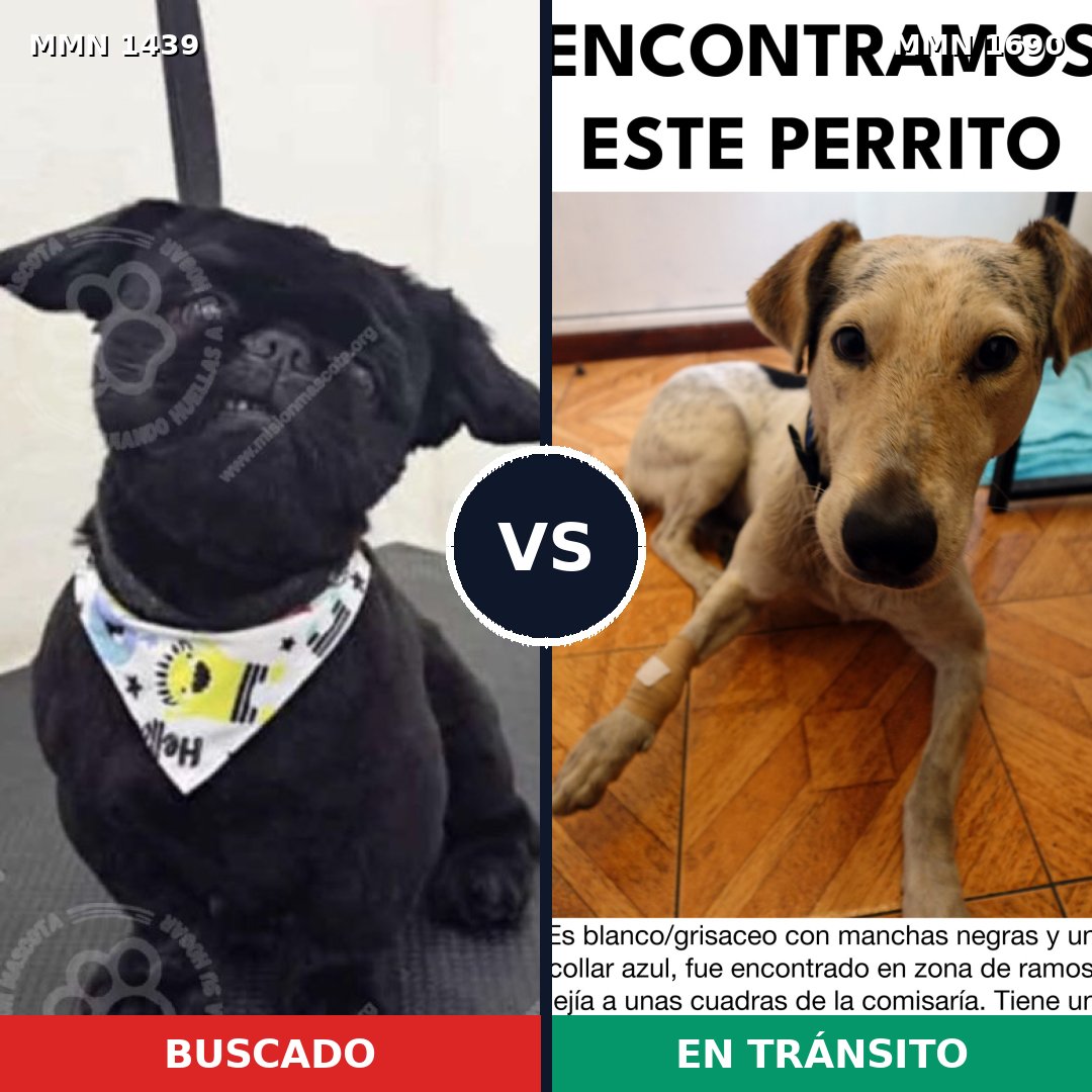Comparativa MMS 36881: mascota perdida y mascota encontrada, 22% de similitud