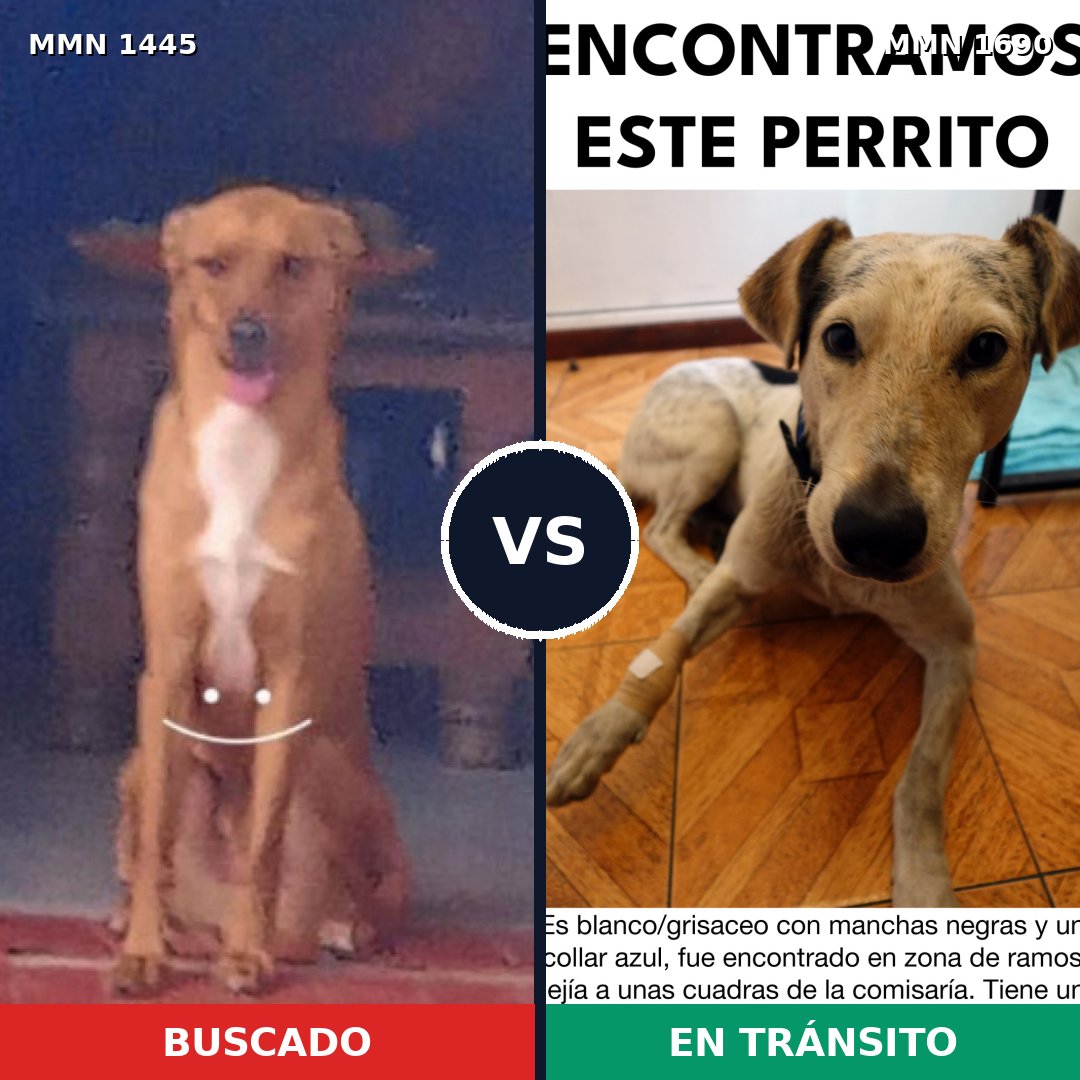 Comparativa MMS 36882: mascota perdida y mascota encontrada, 66% de similitud