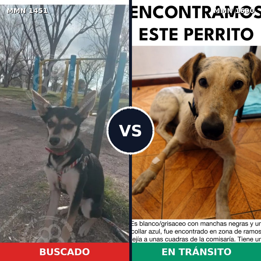 Comparativa MMS 36883: mascota perdida y mascota encontrada, 63% de similitud