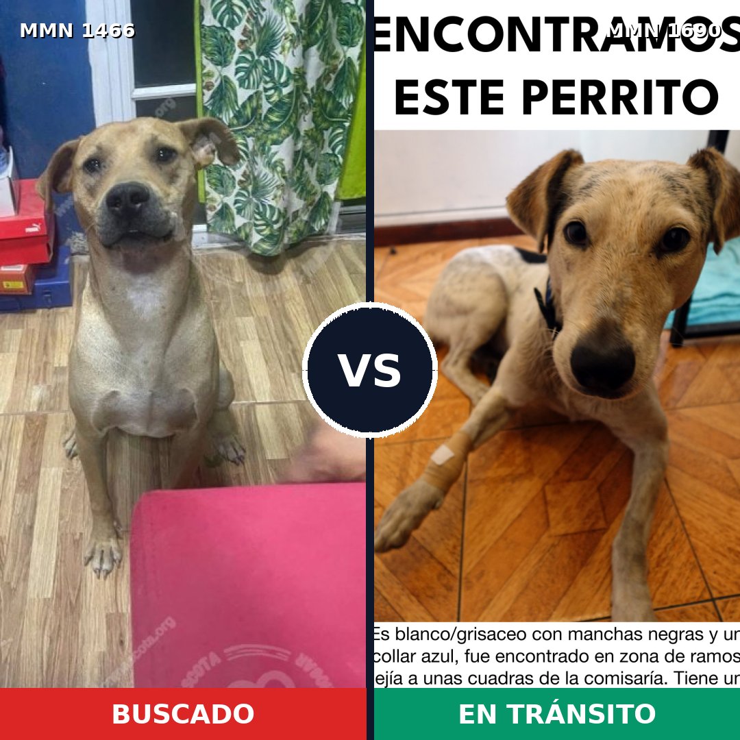Comparativa MMS 36885: mascota perdida y mascota encontrada, 68% de similitud