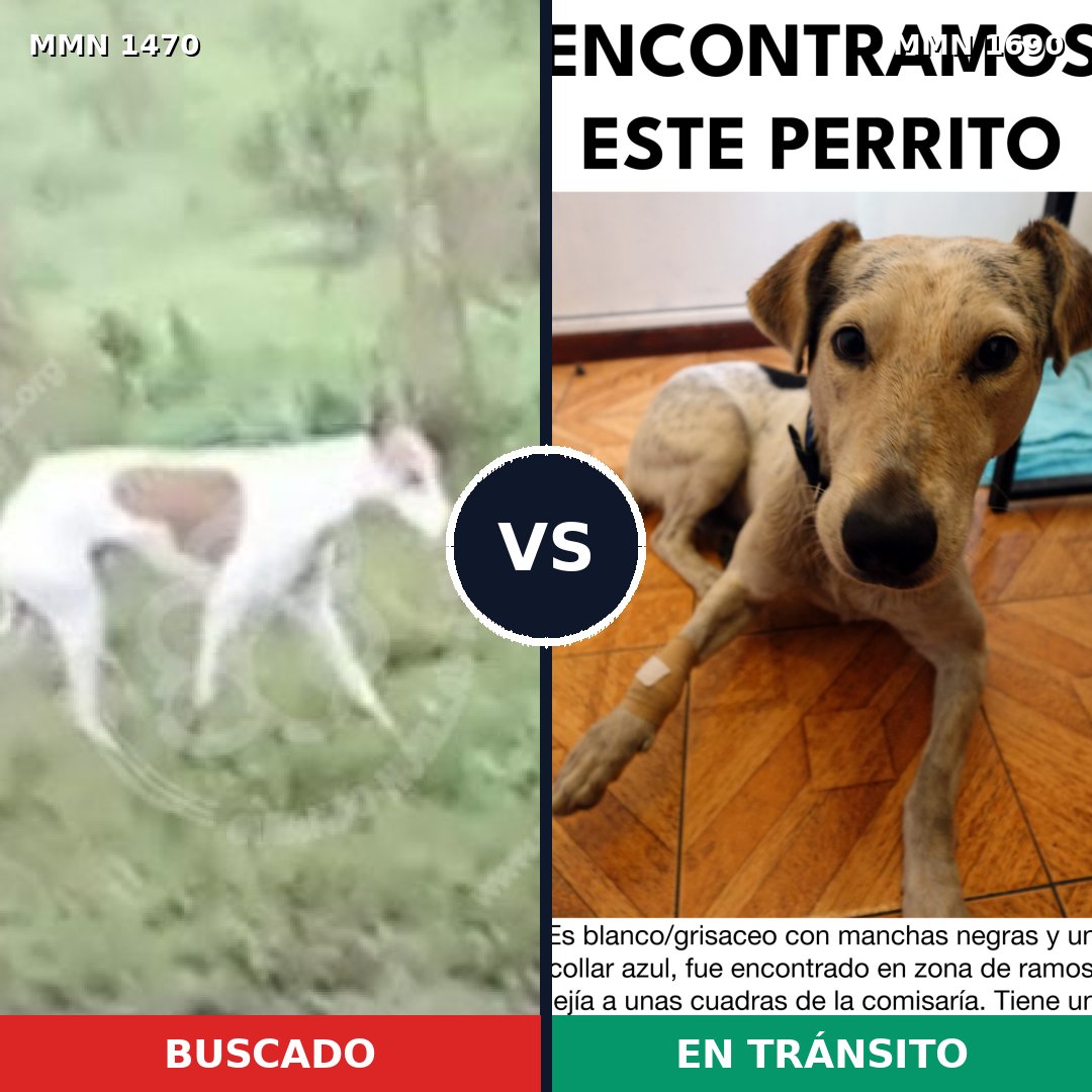 Comparativa MMS 36886: mascota perdida y mascota encontrada, 43% de similitud