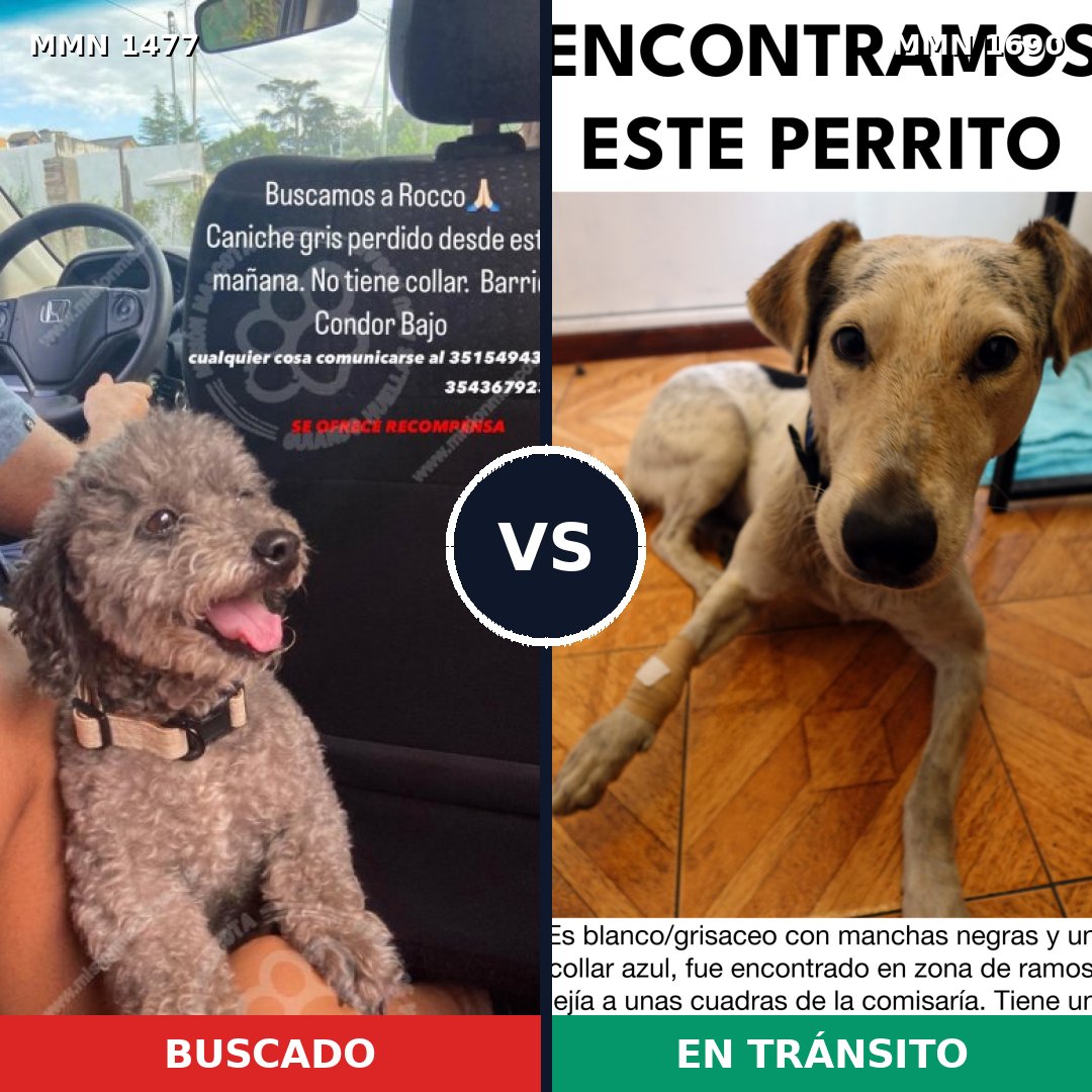 Comparativa MMS 36887: mascota perdida y mascota encontrada, 30% de similitud