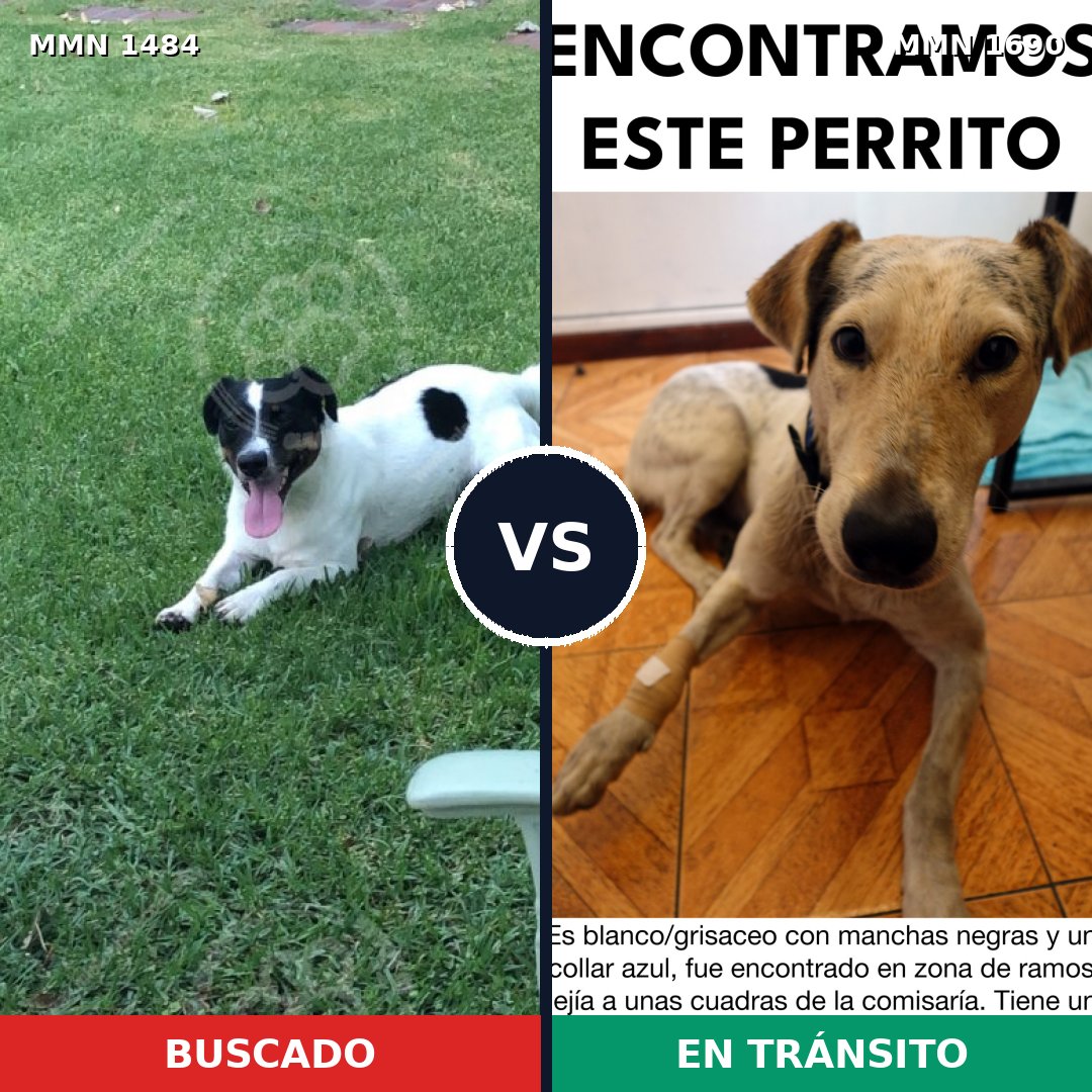 Comparativa MMS 36888: mascota perdida y mascota encontrada, 43% de similitud