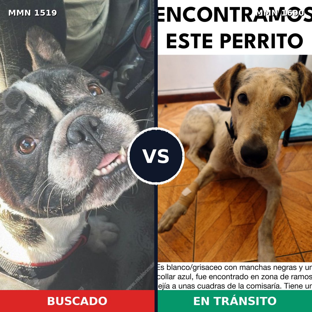 Comparativa MMS 36889: mascota perdida y mascota encontrada, 40% de similitud
