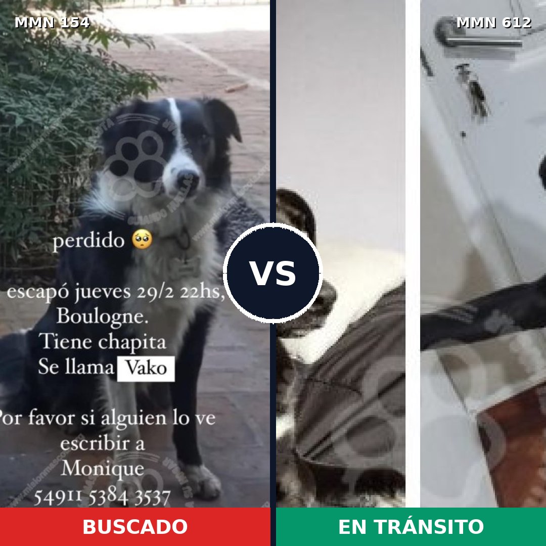 Comparativa MMS 3689: mascota perdida y mascota encontrada, 78% de similitud