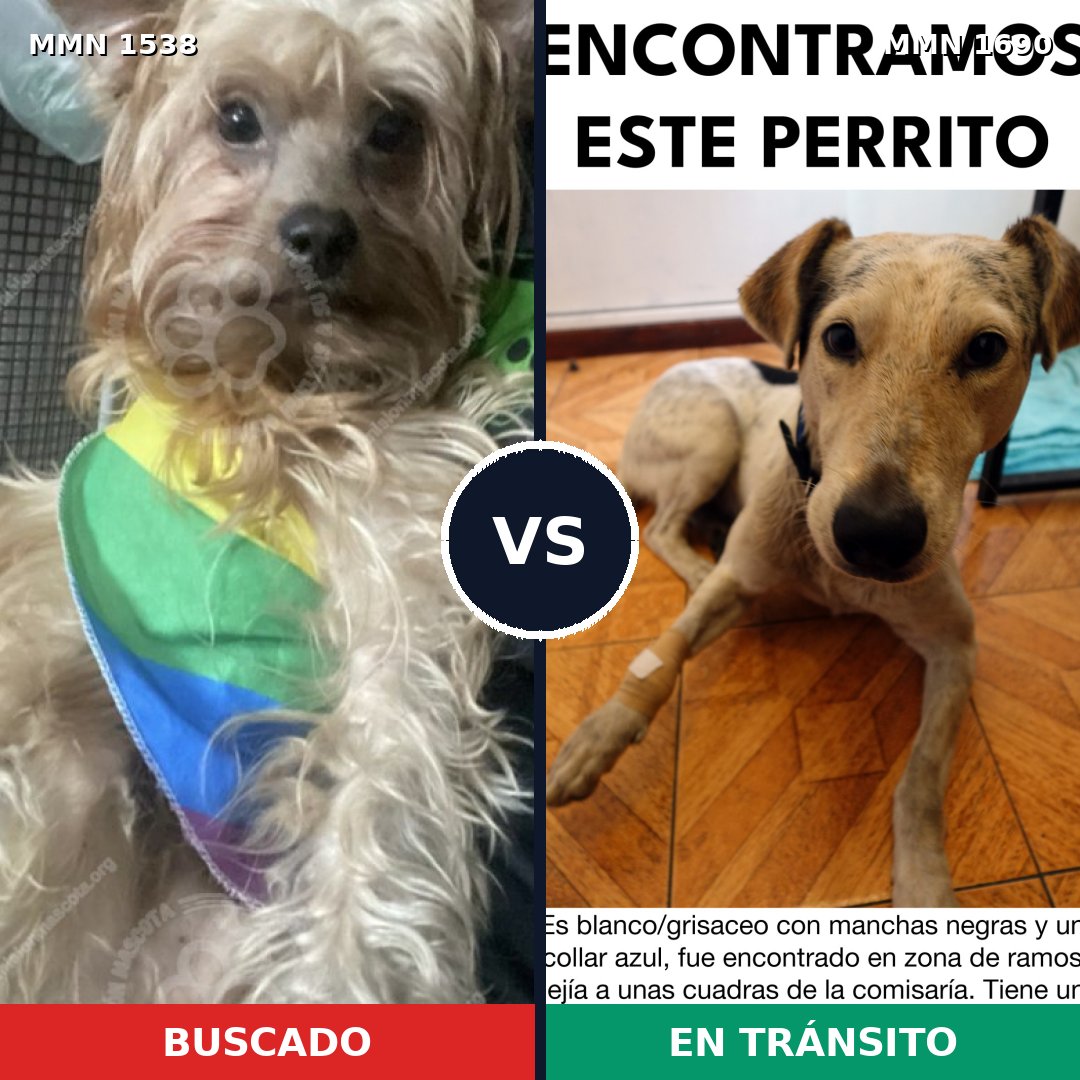 Comparativa MMS 36890: mascota perdida y mascota encontrada, 45% de similitud