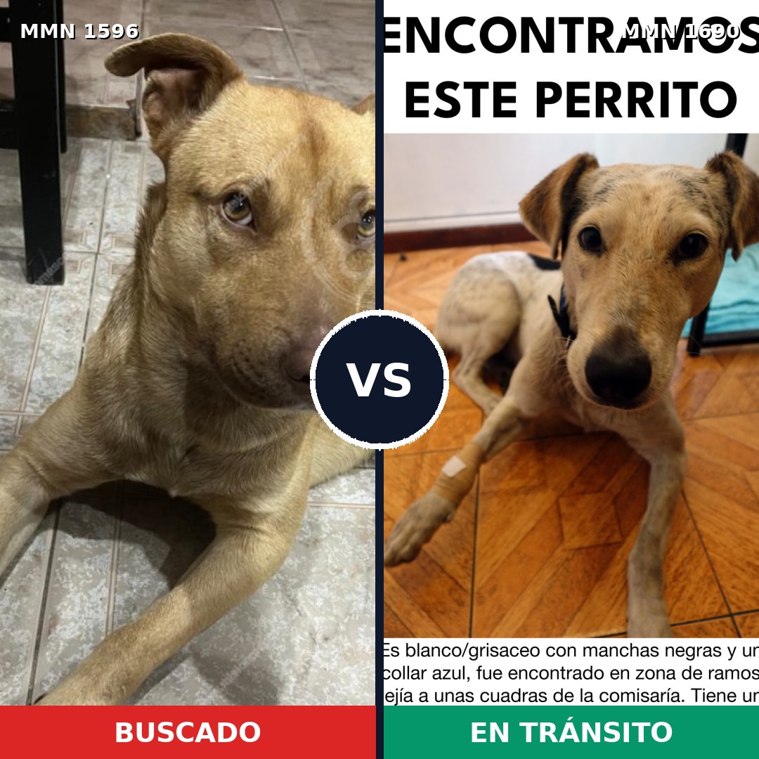 Comparativa MMS 36893: mascota perdida y mascota encontrada, 73% de similitud