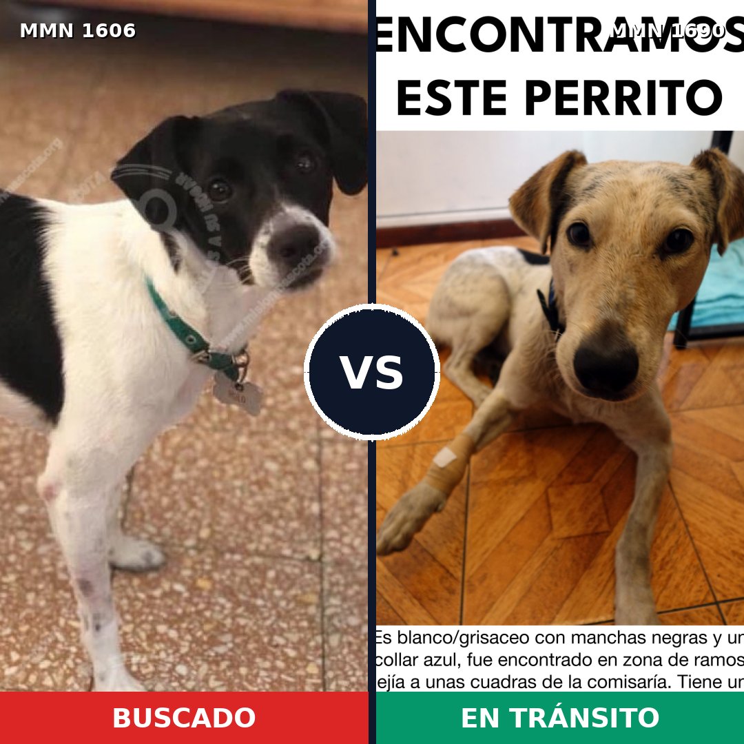Comparativa MMS 36894: mascota perdida y mascota encontrada, 60% de similitud