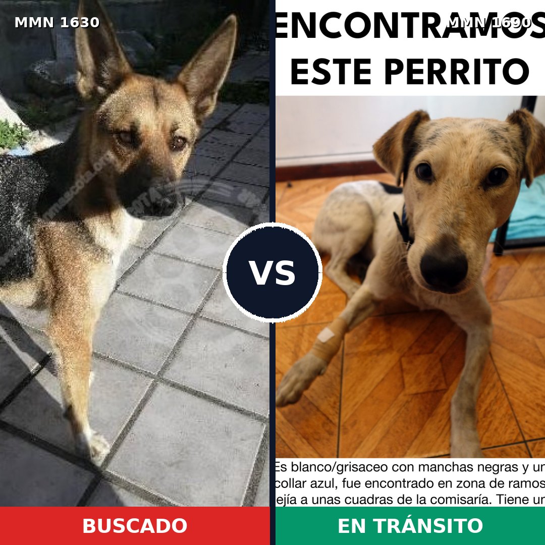 Comparativa MMS 36896: mascota perdida y mascota encontrada, 61% de similitud