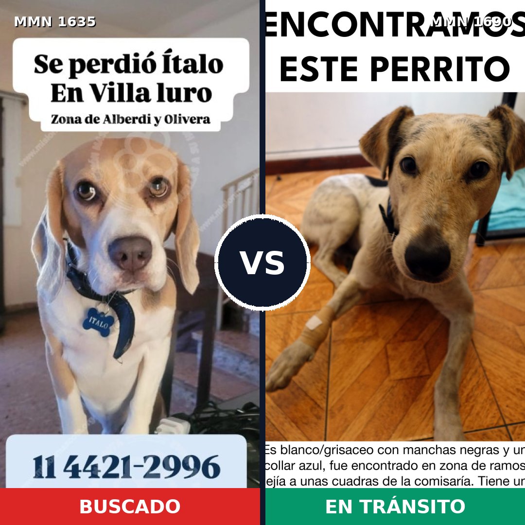 Comparativa MMS 36897: mascota perdida y mascota encontrada, 24% de similitud