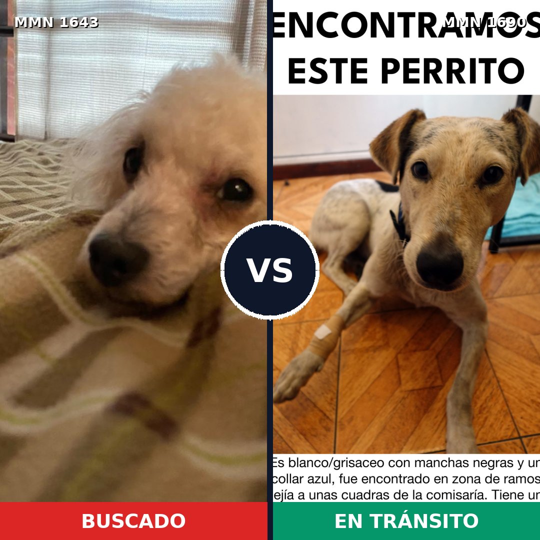 Comparativa MMS 36898: mascota perdida y mascota encontrada, 38% de similitud