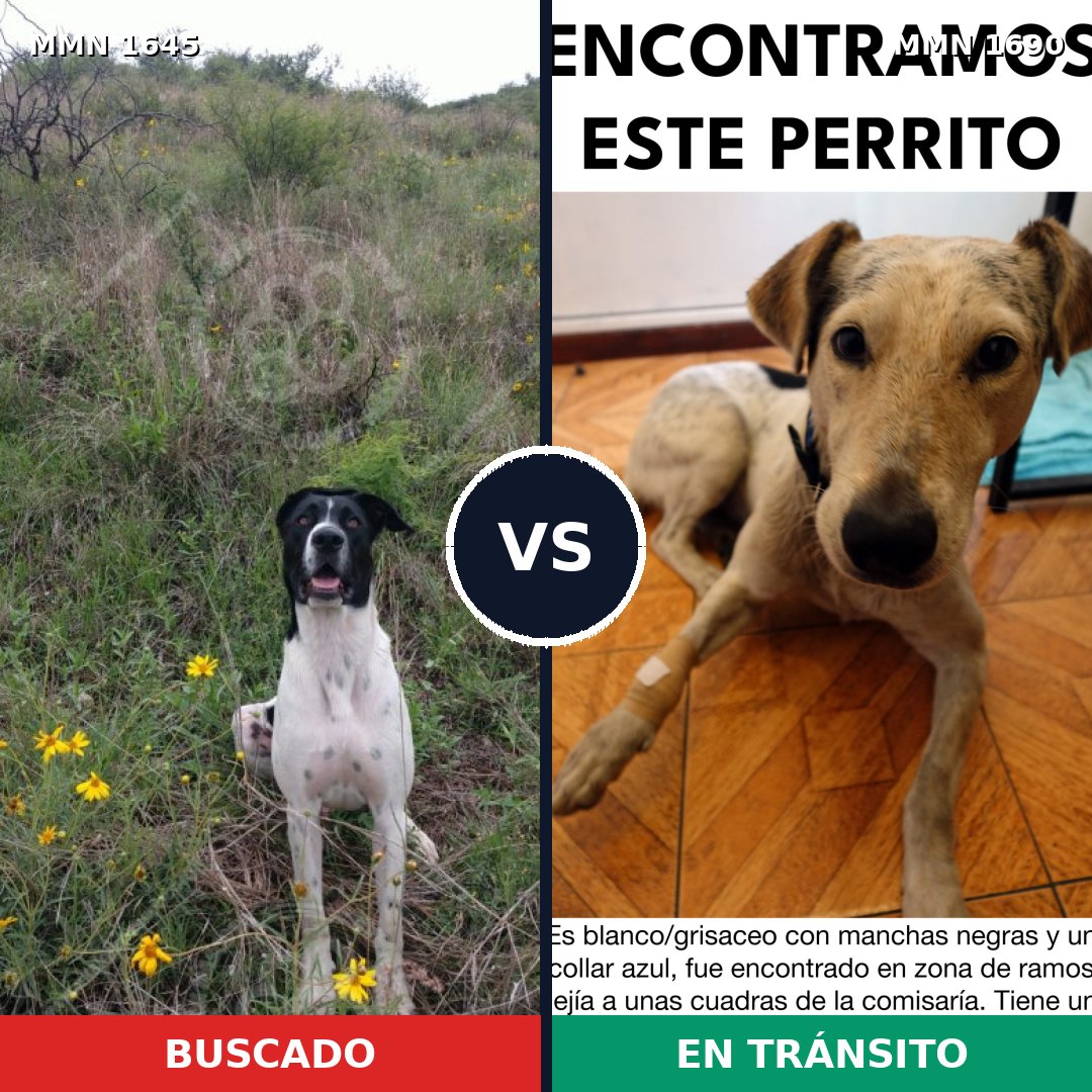 Comparativa MMS 36899: mascota perdida y mascota encontrada, 66% de similitud
