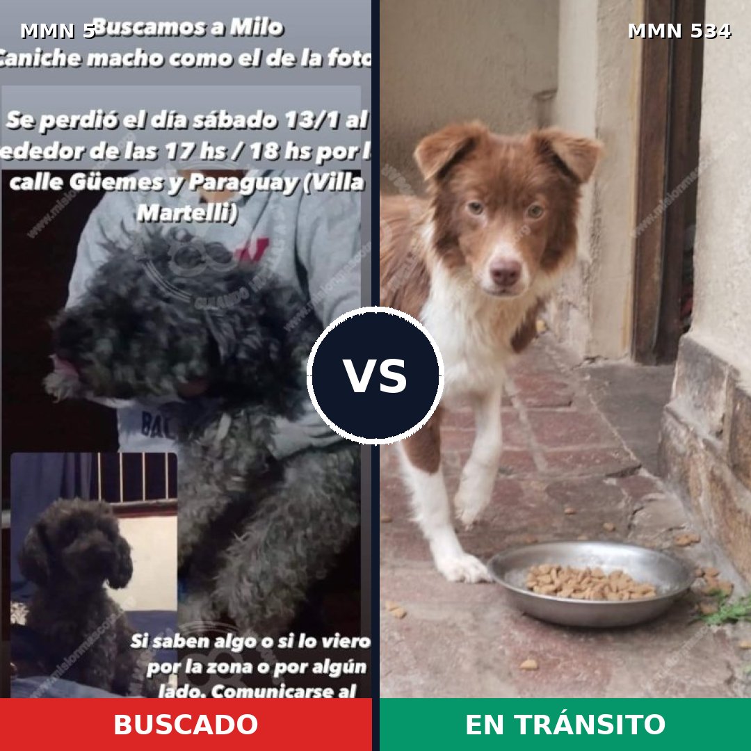 Comparativa MMS 369: mascota perdida y mascota encontrada, 30% de similitud