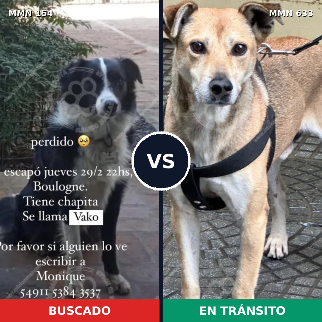 Comparativa MMS 3690: mascota perdida y mascota encontrada, 62% de similitud