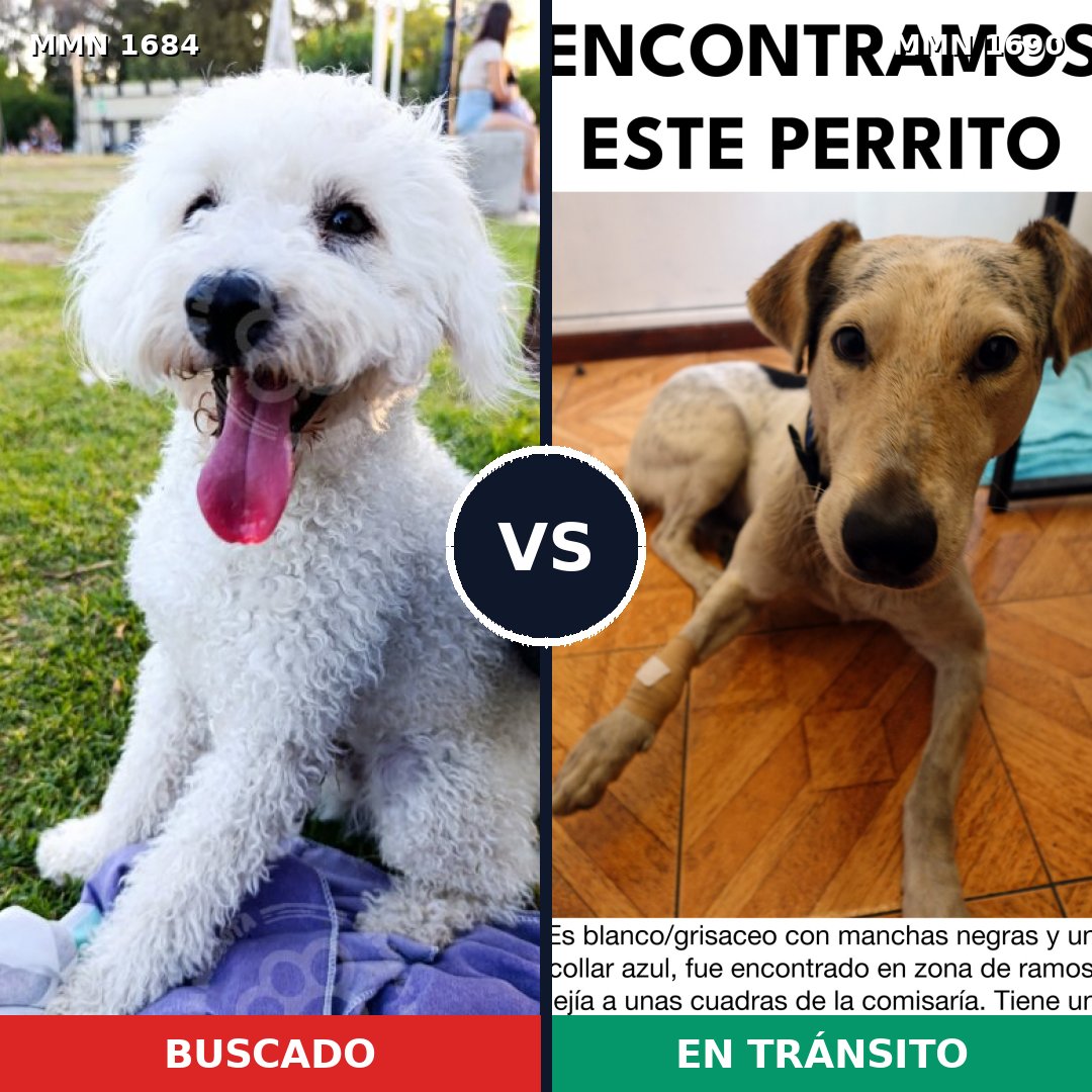 Comparativa MMS 36901: mascota perdida y mascota encontrada, 34% de similitud