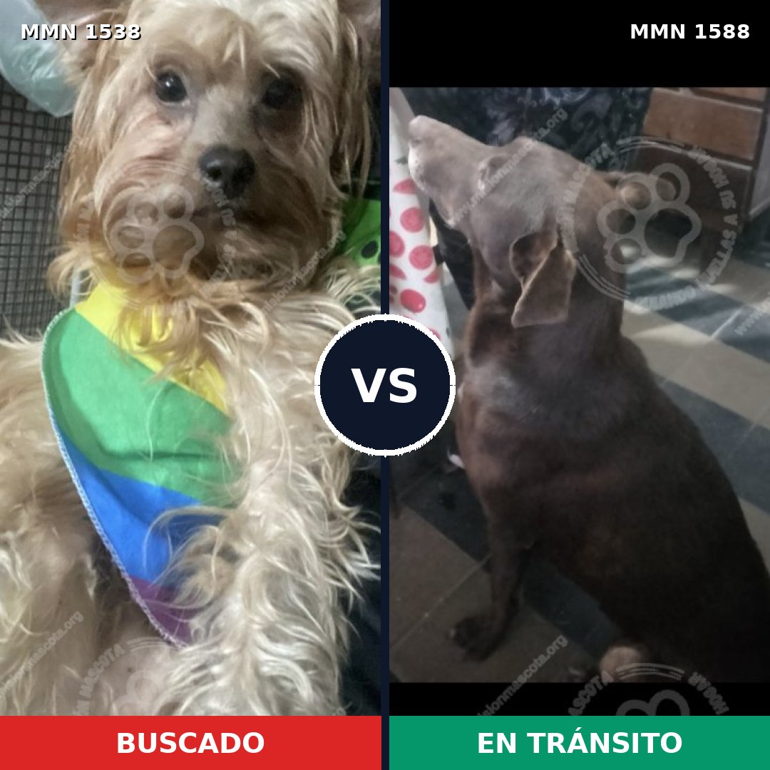 Comparativa MMS 36902: mascota perdida y mascota encontrada, 42% de similitud