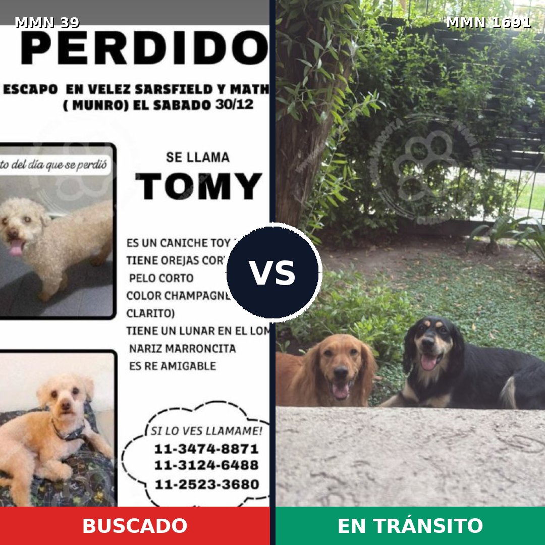 Comparativa MMS 36903: mascota perdida y mascota encontrada, 21% de similitud