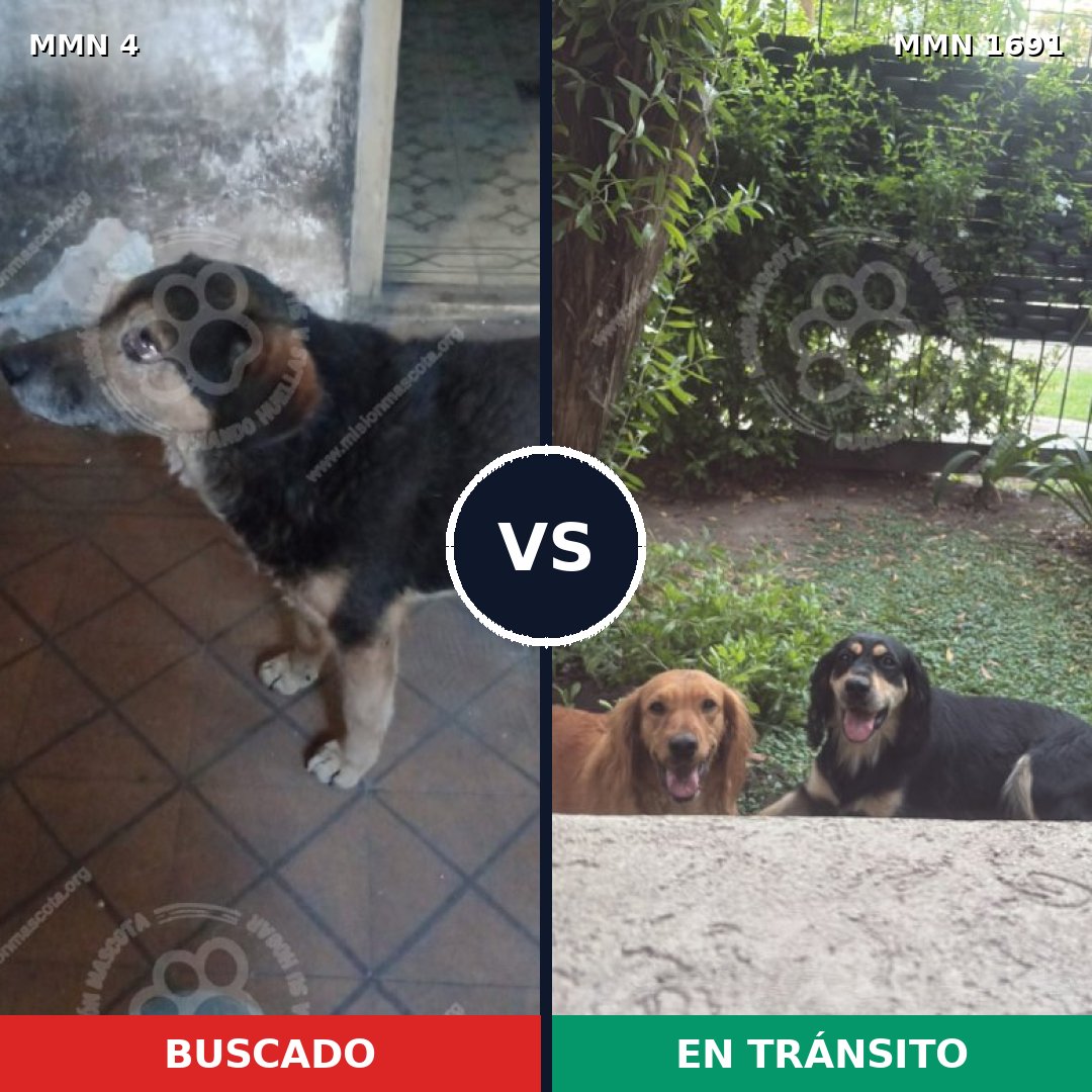 Comparativa MMS 36905: mascota perdida y mascota encontrada, 72% de similitud