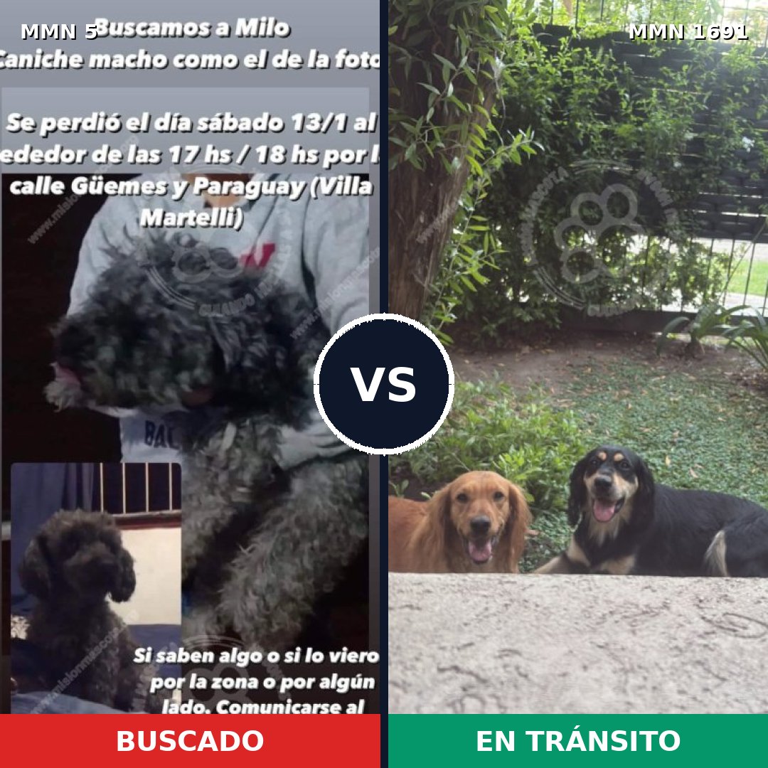 Comparativa MMS 36906: mascota perdida y mascota encontrada, 50% de similitud