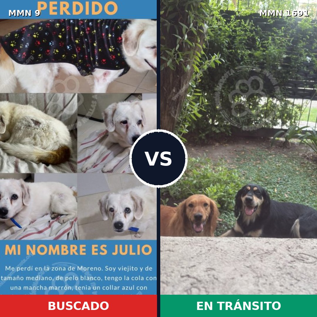 Comparativa MMS 36907: mascota perdida y mascota encontrada, 66% de similitud