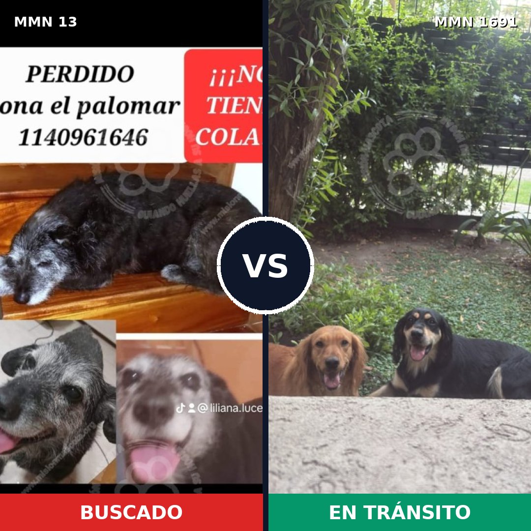 Comparativa MMS 36909: mascota perdida y mascota encontrada, 73% de similitud