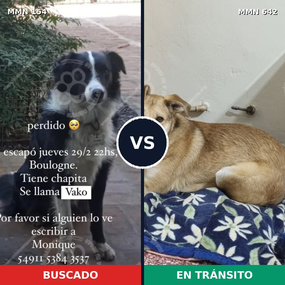 Comparativa MMS 3691: mascota perdida y mascota encontrada, 6% de similitud