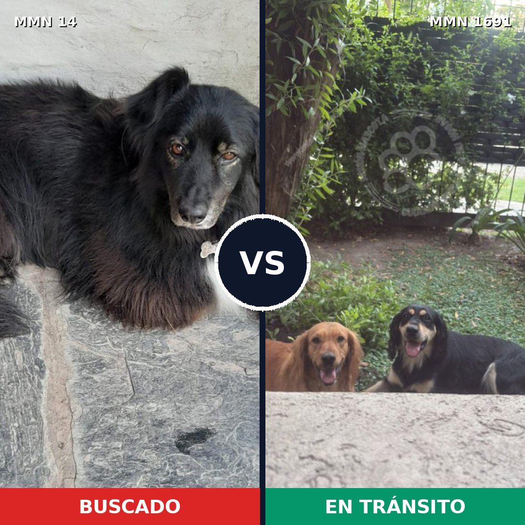 Comparativa MMS 36910: mascota perdida y mascota encontrada, 69% de similitud