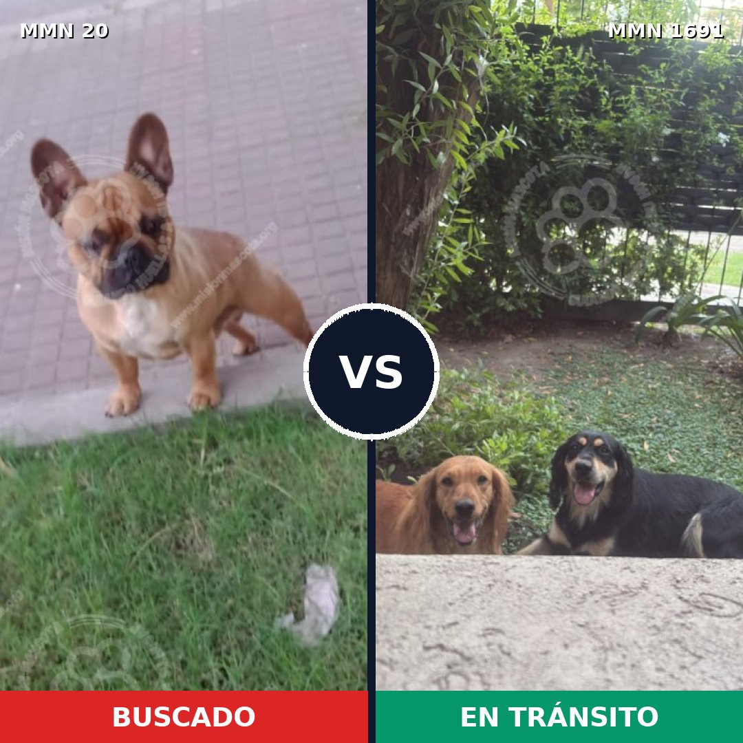 Comparativa MMS 36911: mascota perdida y mascota encontrada, 31% de similitud