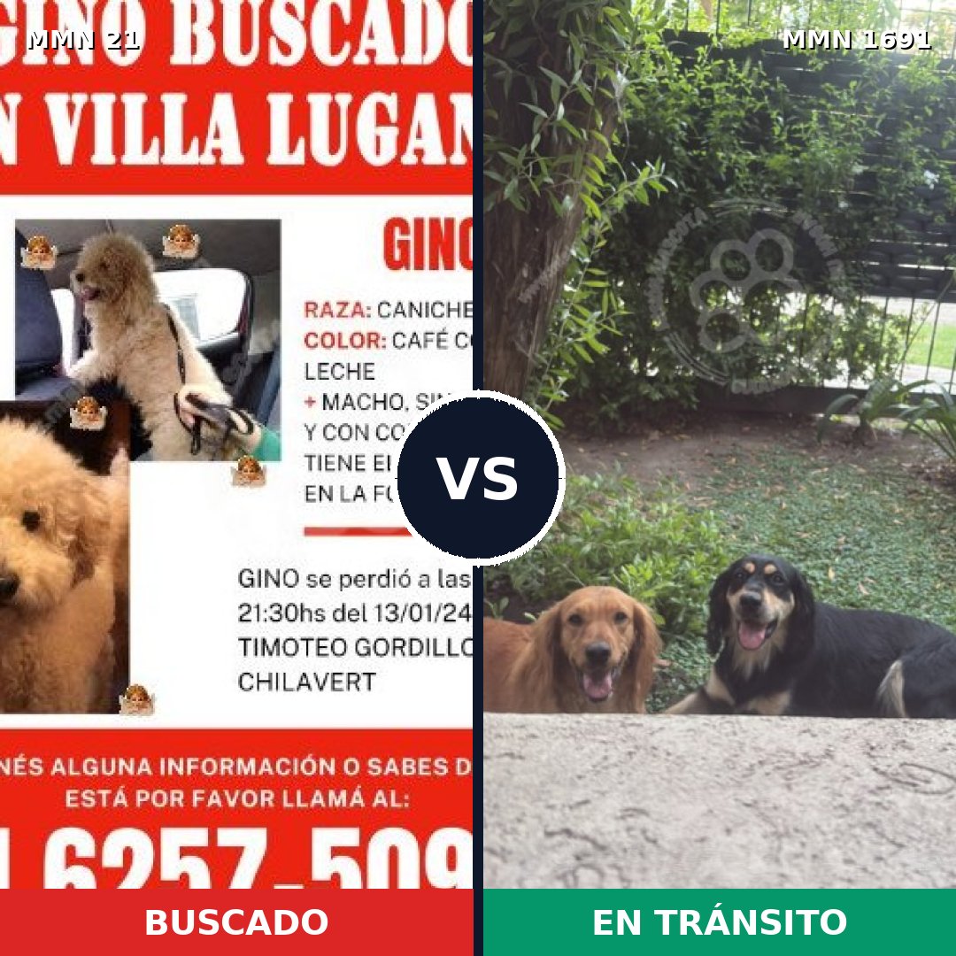 Comparativa MMS 36912: mascota perdida y mascota encontrada, 34% de similitud