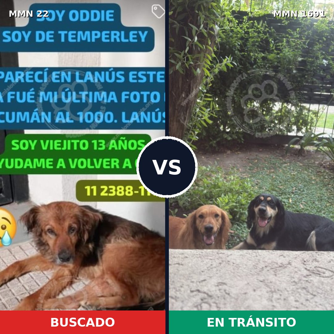Comparativa MMS 36913: mascota perdida y mascota encontrada, 64% de similitud