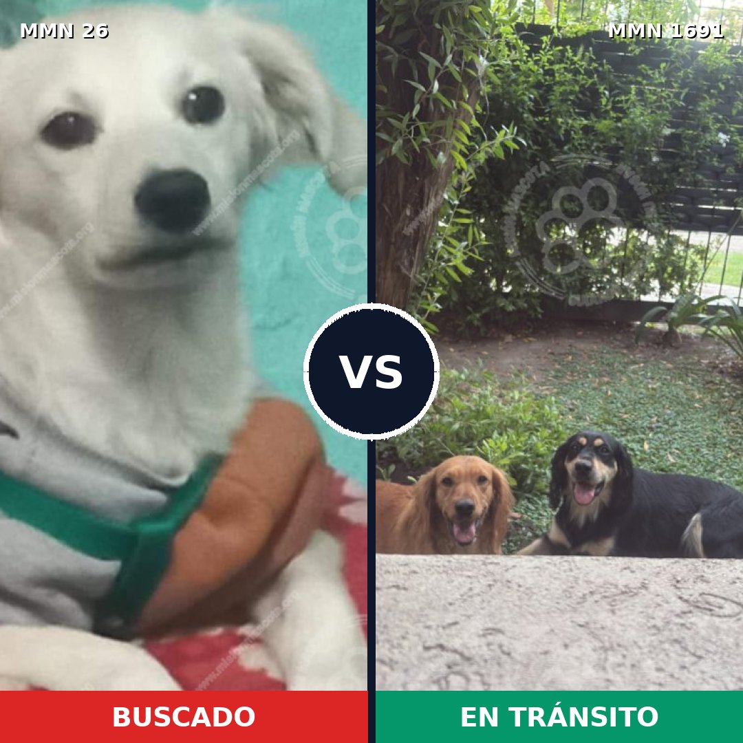 Comparativa MMS 36914: mascota perdida y mascota encontrada, 52% de similitud