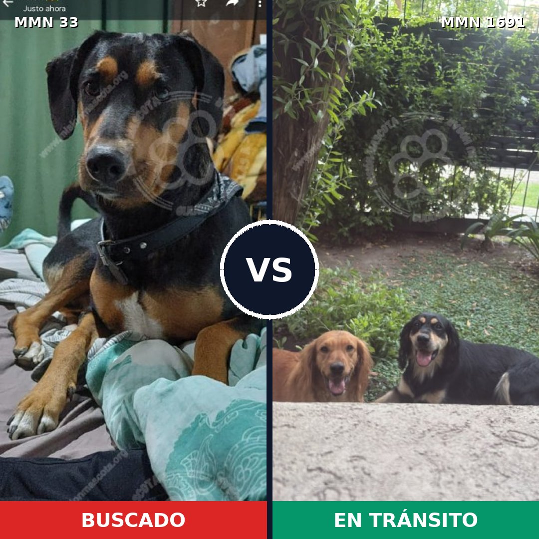 Comparativa MMS 36915: mascota perdida y mascota encontrada, 64% de similitud