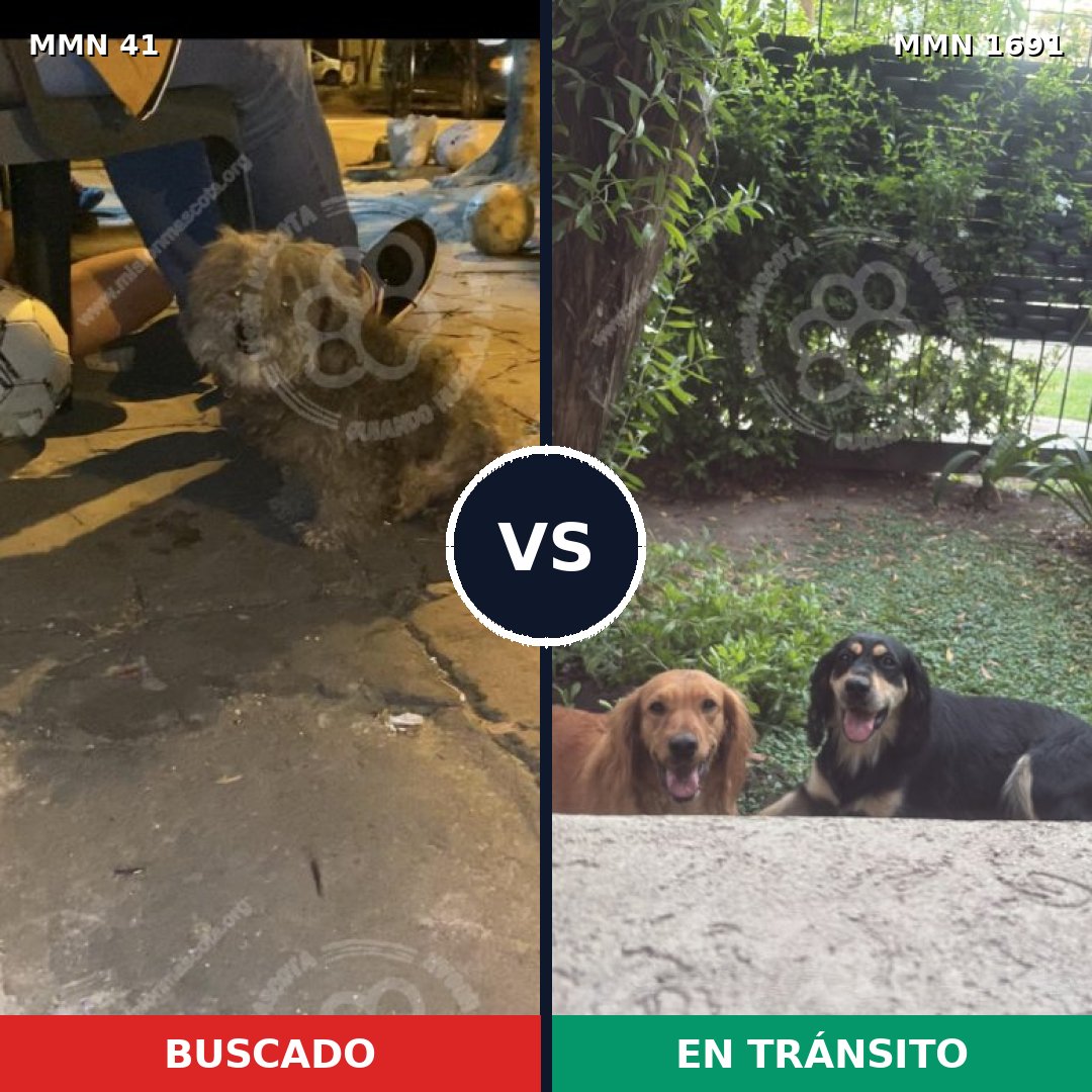Comparativa MMS 36916: mascota perdida y mascota encontrada, 51% de similitud