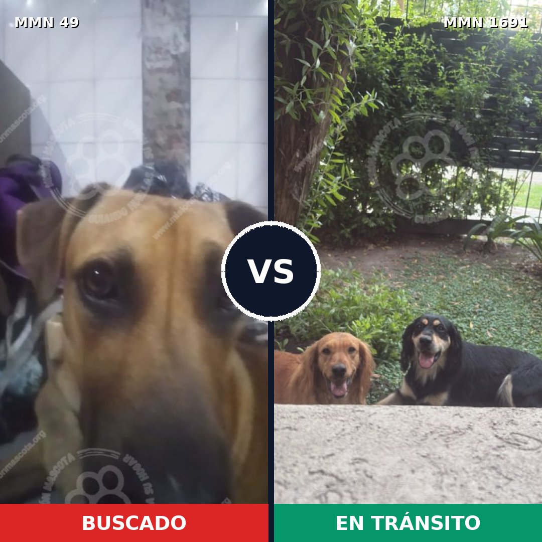 Comparativa MMS 36917: mascota perdida y mascota encontrada, 53% de similitud
