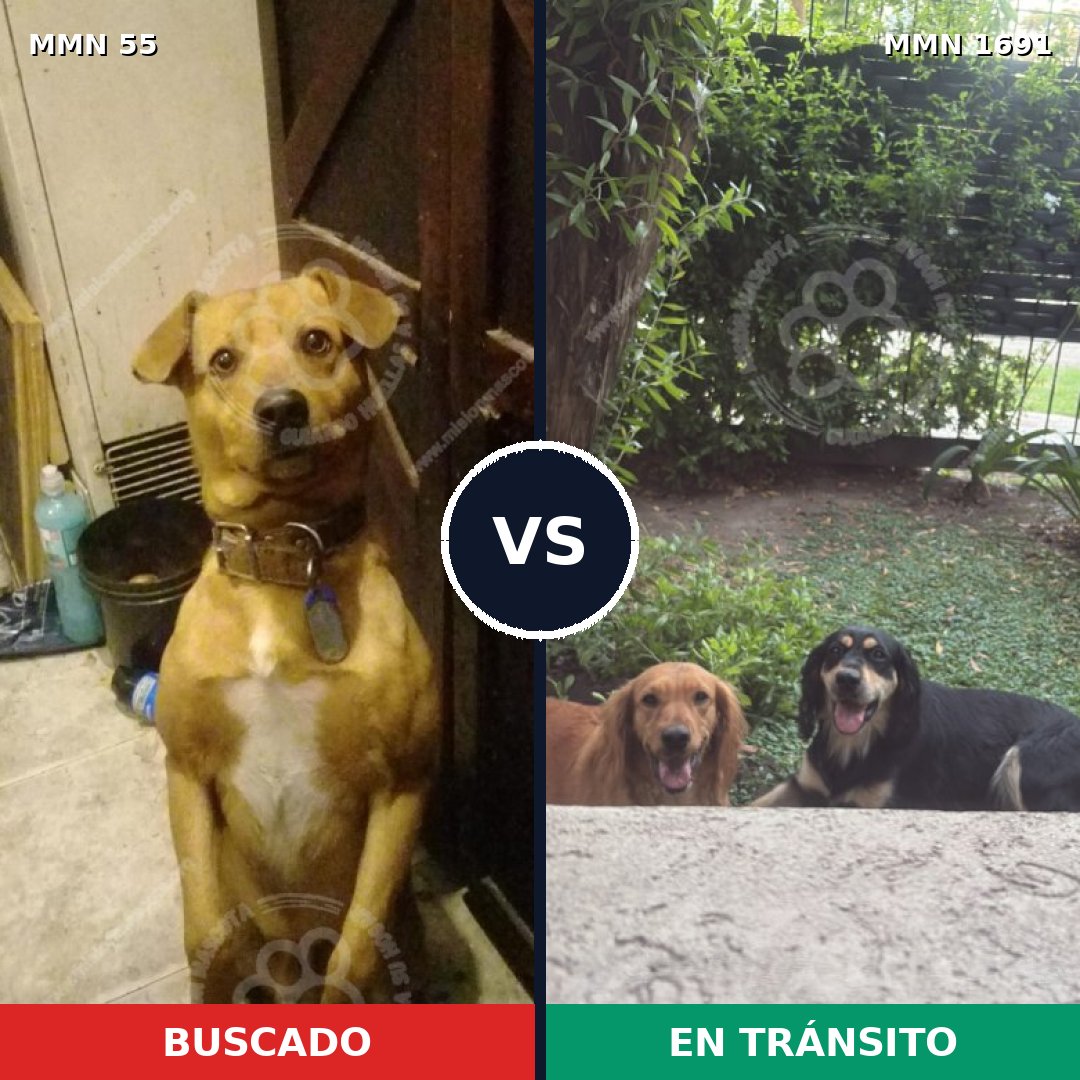 Comparativa MMS 36918: mascota perdida y mascota encontrada, 63% de similitud