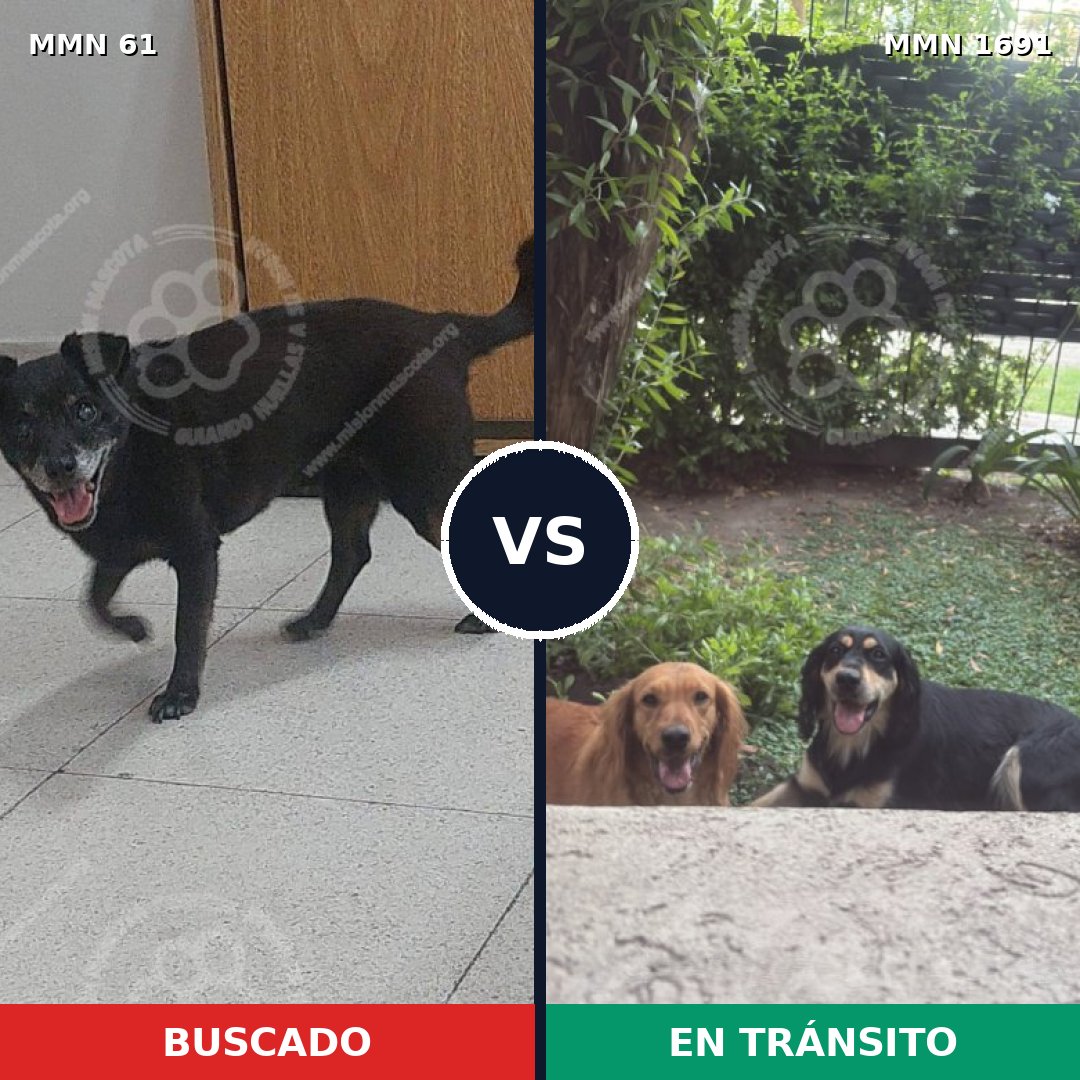 Comparativa MMS 36919: mascota perdida y mascota encontrada, 79% de similitud