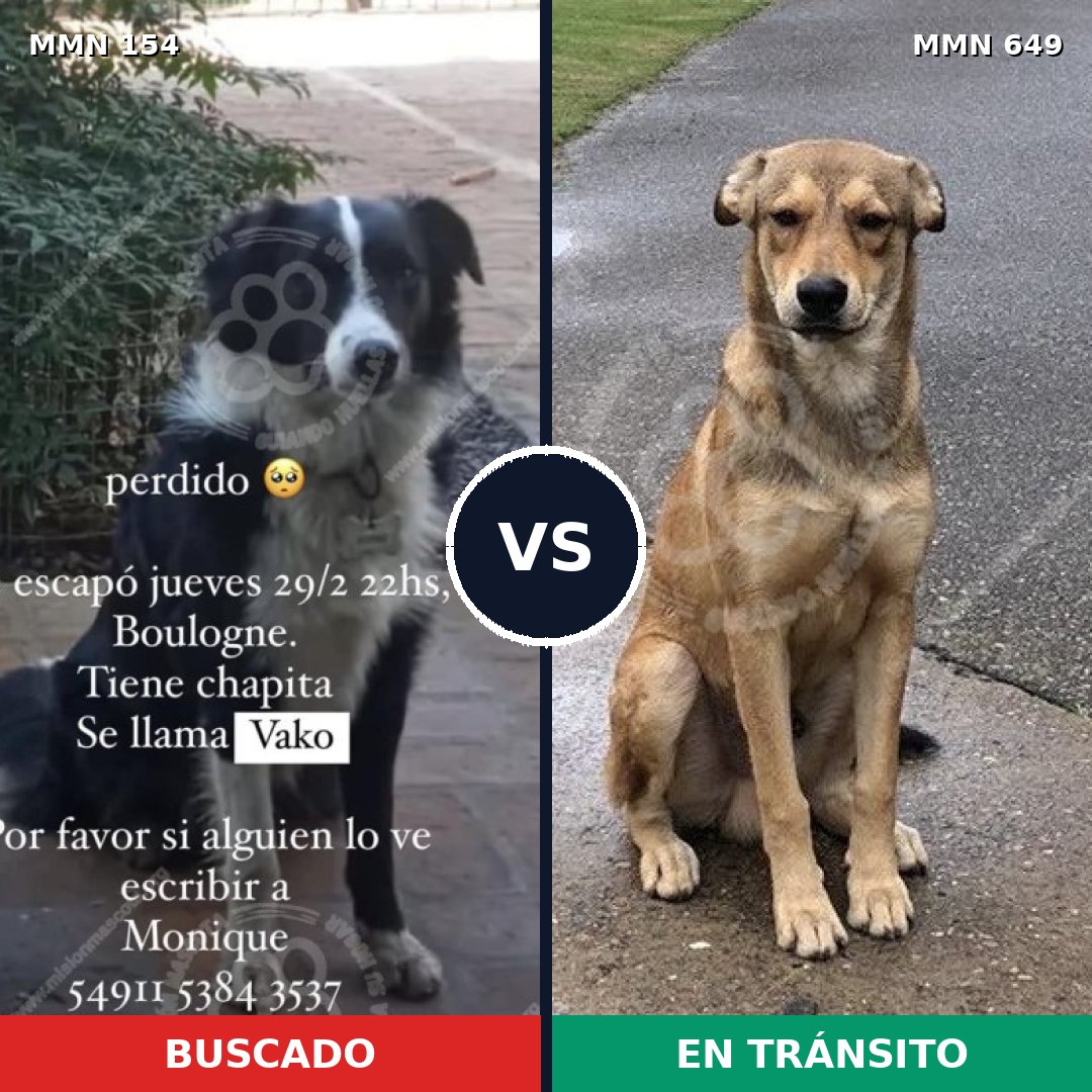 Comparativa MMS 3692: mascota perdida y mascota encontrada, 6% de similitud
