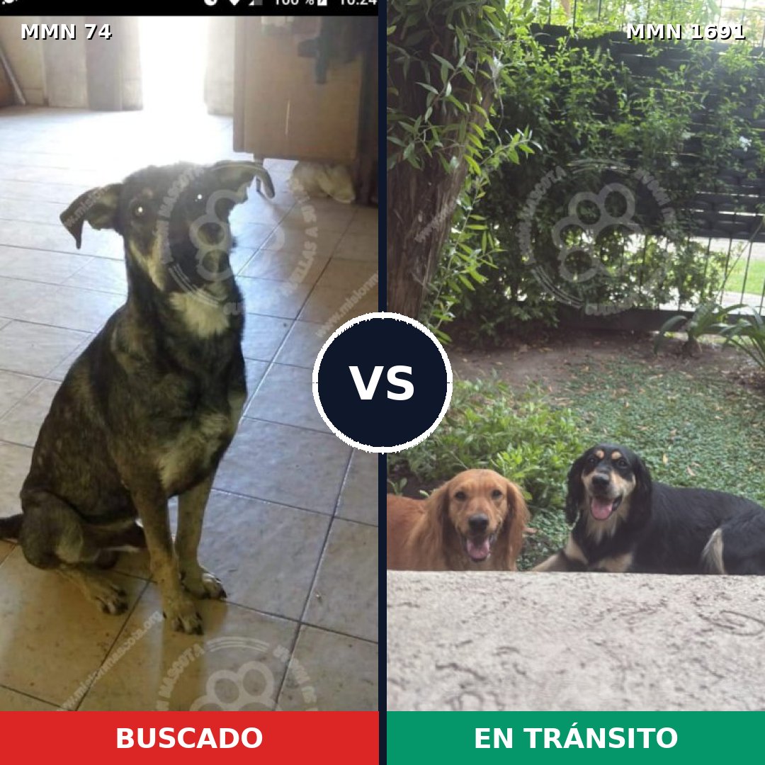 Comparativa MMS 36920: mascota perdida y mascota encontrada, 63% de similitud