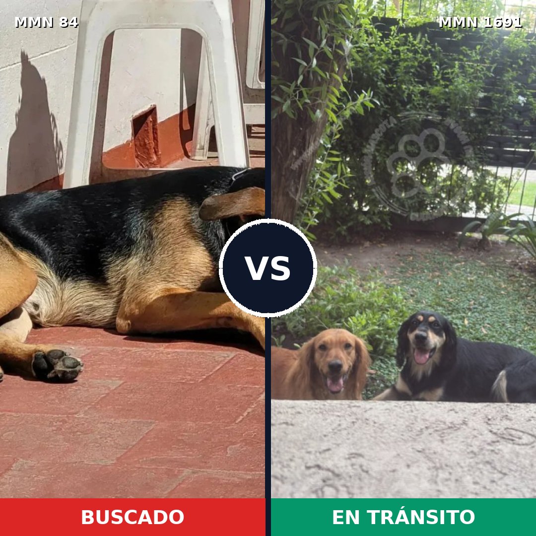 Comparativa MMS 36921: mascota perdida y mascota encontrada, 66% de similitud